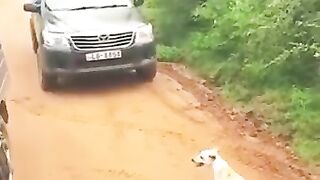 Leopard s on dog