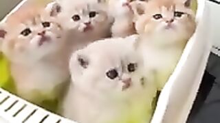 Funny cat moment