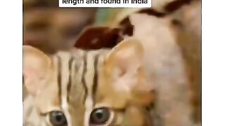 Most Smallest Cat Must Watch