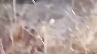 Pitbull attack covyote
