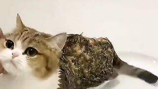 Cat Bath Time Must Watch cute