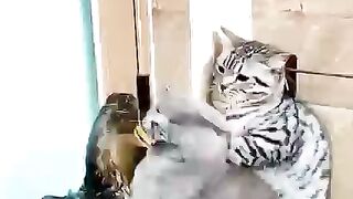 cats so fun