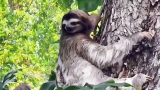 Sloth Lucu Imut  Anak Sloth Ketinggalan   Kungkang Hewan Lambat Di Dunia
