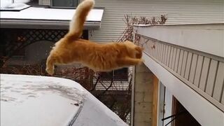 Funny cats jump fail compilation