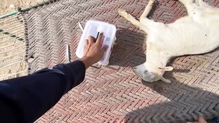 Hmari Rabbits Ne Bachy De Diye????|Surprise|
