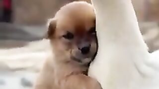 Duck and dog