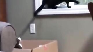 Cat Funny video beautiful ????????????????????