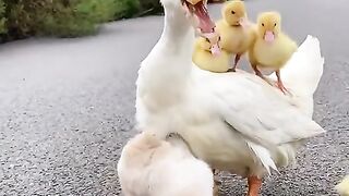 Duck and dog love