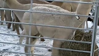 getsnackvideo.com_1673087242991.
