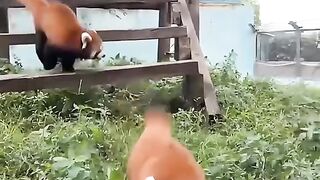 Furry animal red panda ???????? #redpanda #animals #panda #cute #panda #pets #redpanda夕消