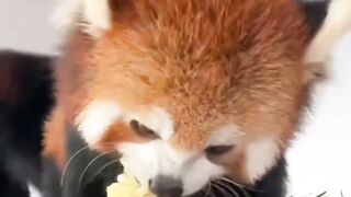 Furry animal red panda ???????? #redpanda #animals #panda #cute #panda #pets #redpanda夕消