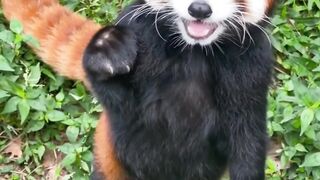 Furry animal red panda #redpanda #animals #panda #cute #panda #pets #redpanda夕消
