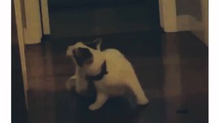 Kitten meow to attract cats