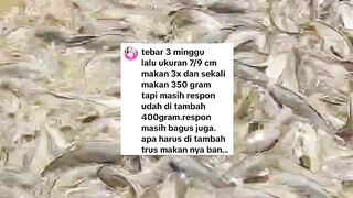Takaran pakan itu lebih baik dengan feeling daripada dengan takaran