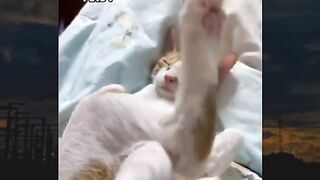 Funny cat