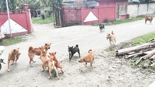 Dangerous Street Dogs