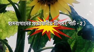 ছাদবাগানের প্রয়োজনীয় টিপস (পার্ট - 2)