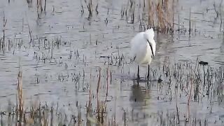 Birds & Lake