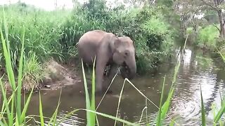 Elephant Drinking Water in Forest