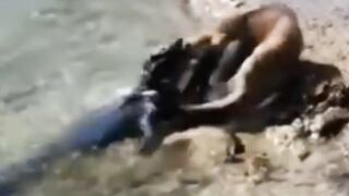 Dog and the crocodile
