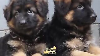 Two shepherd