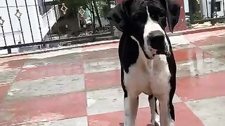 Blacky