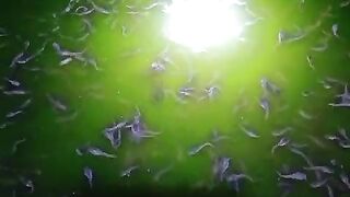 Walaupun sedang libur lebaran, kita tetap kontrol kolam pembenihan lele