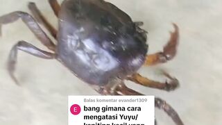 Cara BASMI hama kepiting kecil yang suka memangsa ikan lele