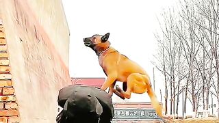 Lovepetsusa 1743371367010.mp4