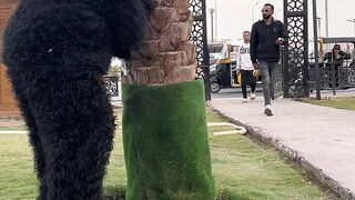 Abdo jokerr 1743363557814 2mp4