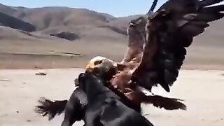 Eagle Vs Dog