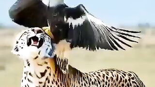 Big Eagle Vs Cheetah