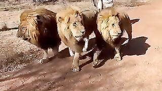 Older Lions