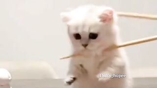 Cute animals amazing animals