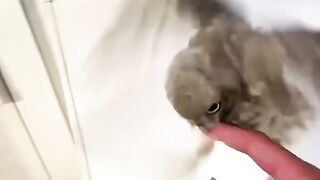 Finding an owl cub