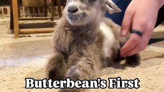 The baby cute animals
