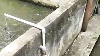 Ciri-ciri ikan lele lapar itu seperti ini