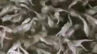 Seperti ini ciri-ciri bibit lele yang harus segera disortir