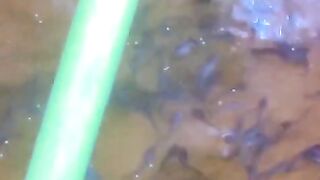 Lahir dari pemijahan yang kurang sempuran, larva lele lemah daya yahan tubuhnya