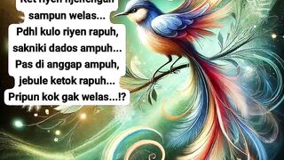 Sufisme bird animal