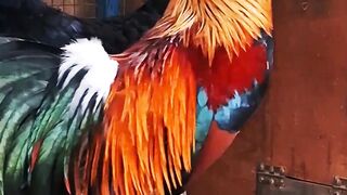 Terrifying Rooster Spurs!