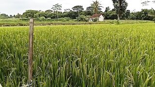 Hamparan Sawah Pedesaan