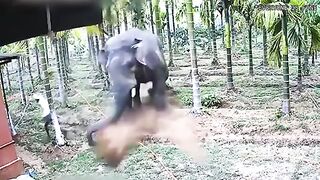 Moments of animals attacking humans