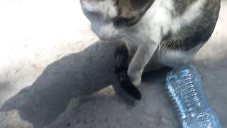 I found street cat