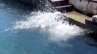 funny viral $