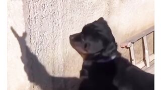viral funny $