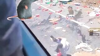 funny viral funny falls