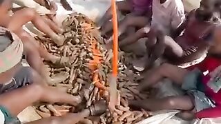 Gajar