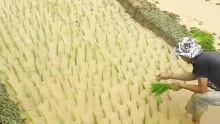 Kegiatan petani