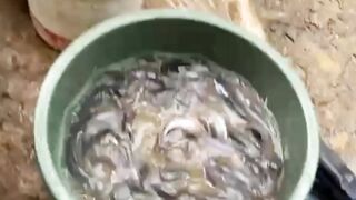 Panen & Soertir, Lekom (lele konsumsi) jual, lekal (lele sangkal) pelihara lagi